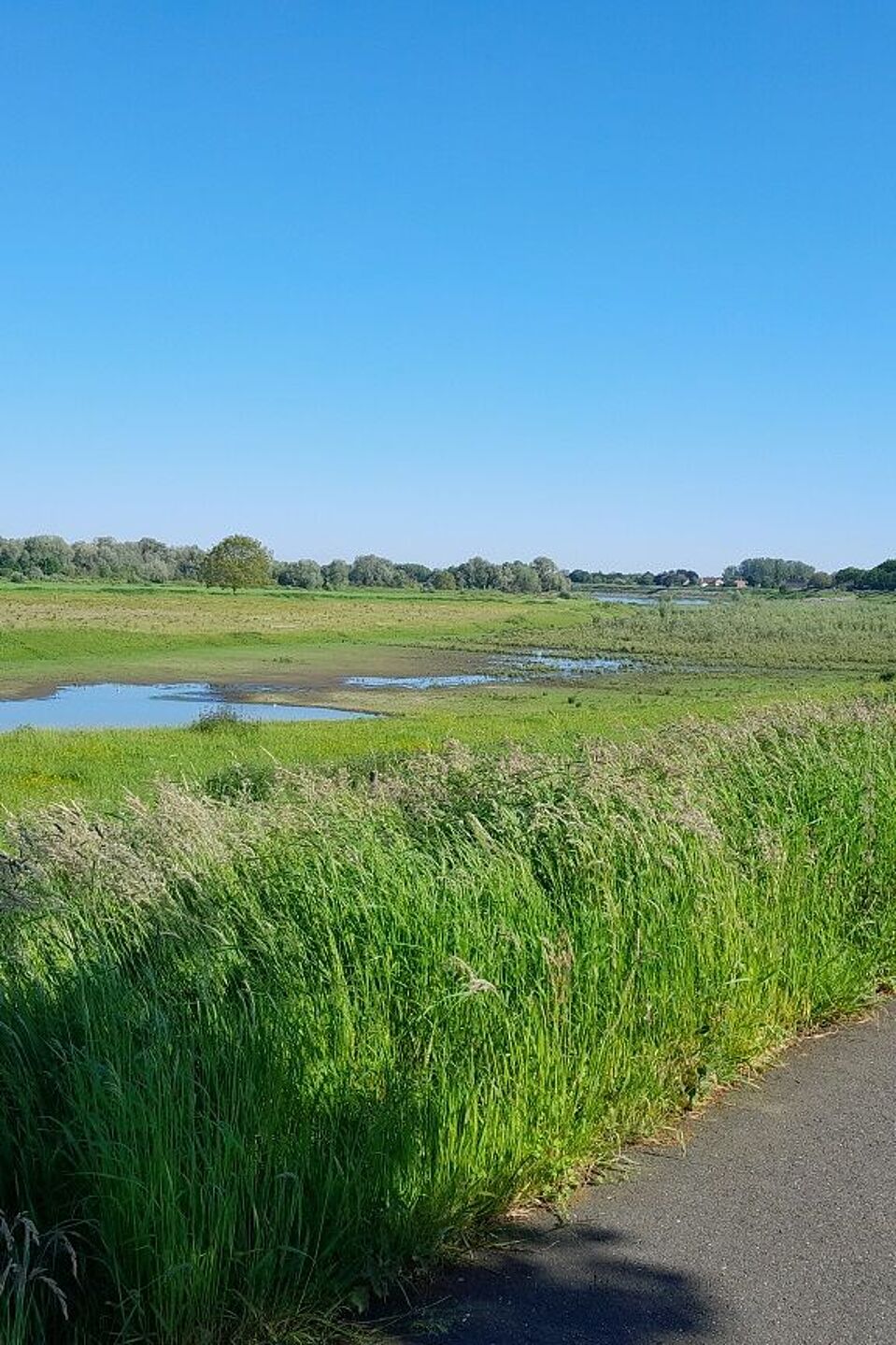 Überflutungsflächen an der Maas  Überflutungsflächen an der Maas